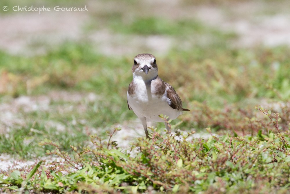 Greater Sand-Plover - Christophe Gouraud