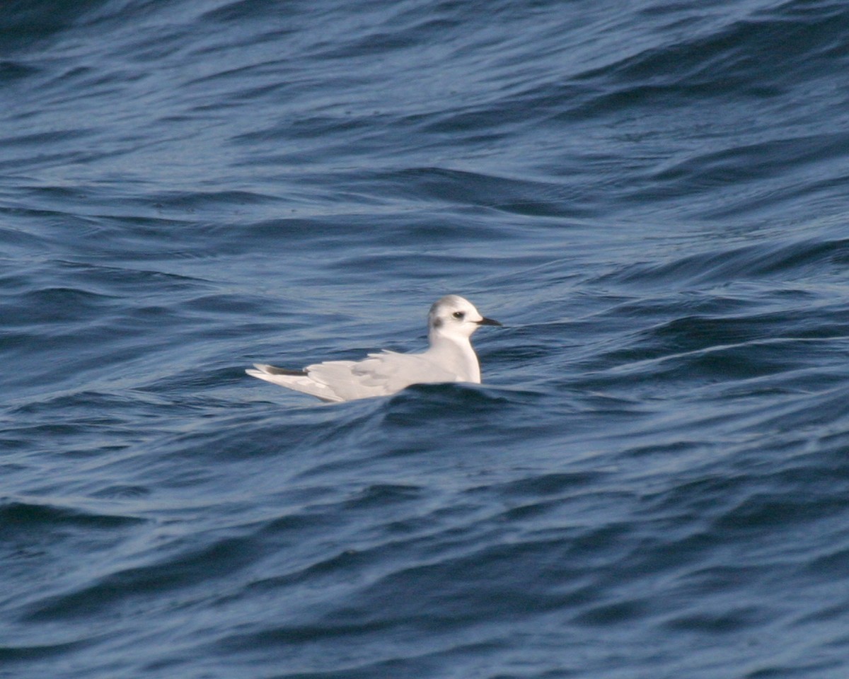 Little Gull - ML400084311