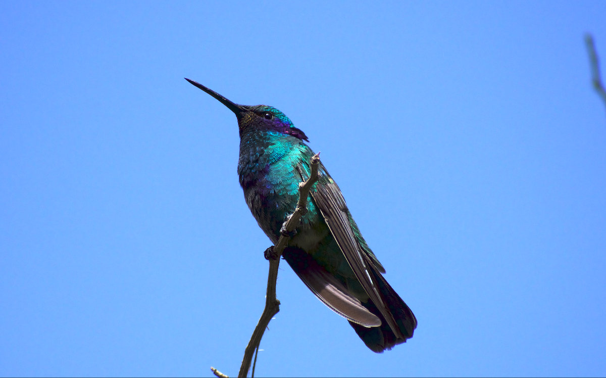 Sparkling Violetear - N Marting