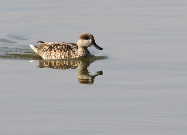 Marbled Duck - ML400086921