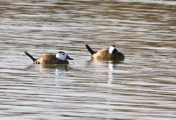 White-headed Duck - ML400086971