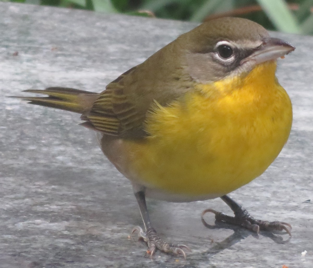 Yellow-breasted Chat (virens) - ML400087361