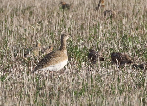 Little Bustard - ML400087551