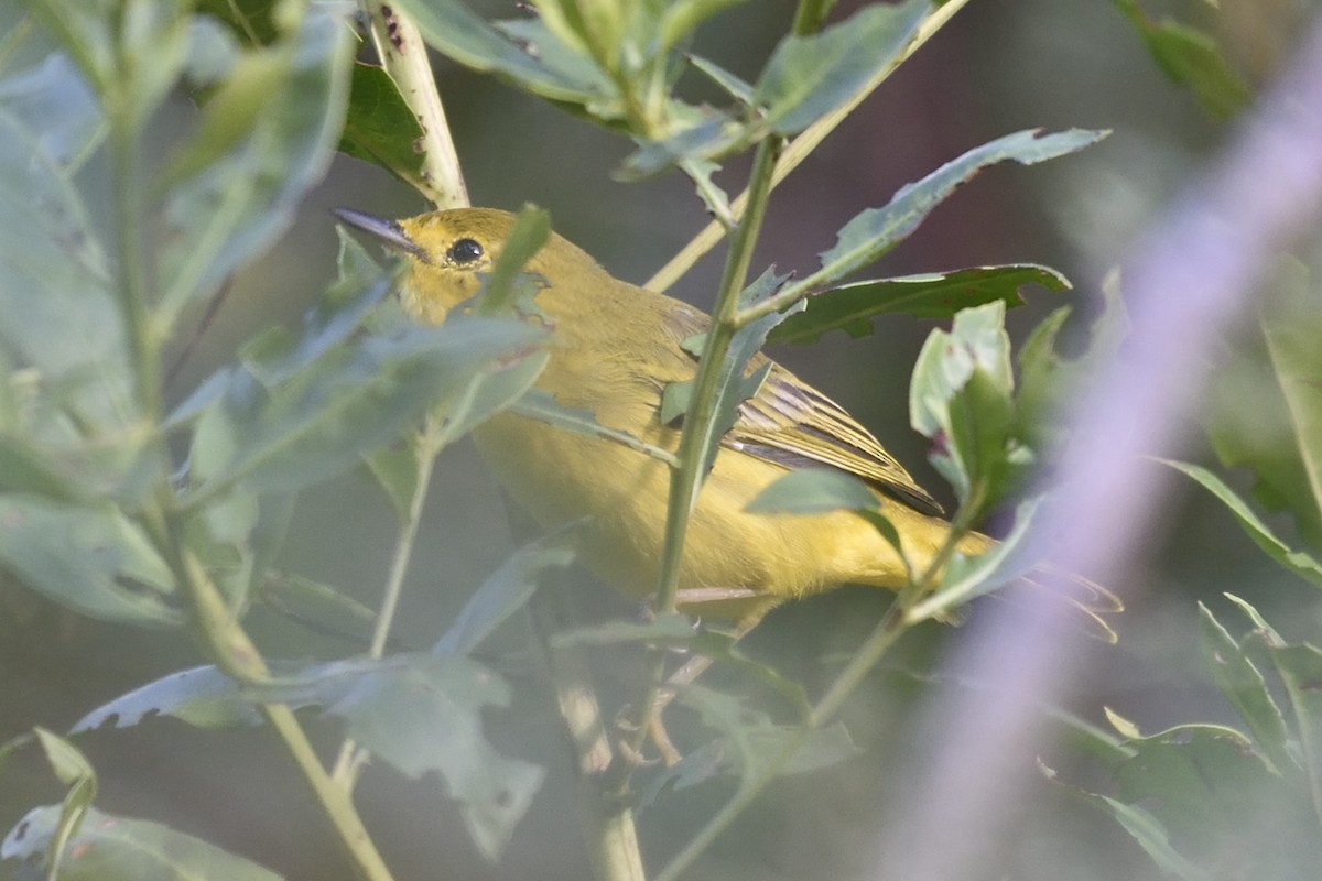 Paruline jaune - ML40008761