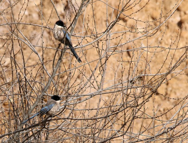 Iberian Magpie - ML400088501