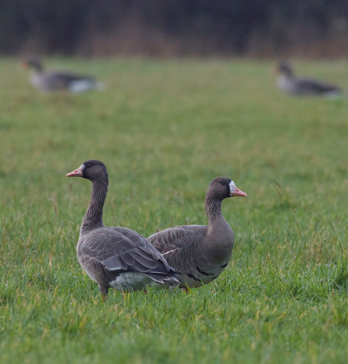 Greater White-fronted Goose (Eurasian) - Bethan Clyne