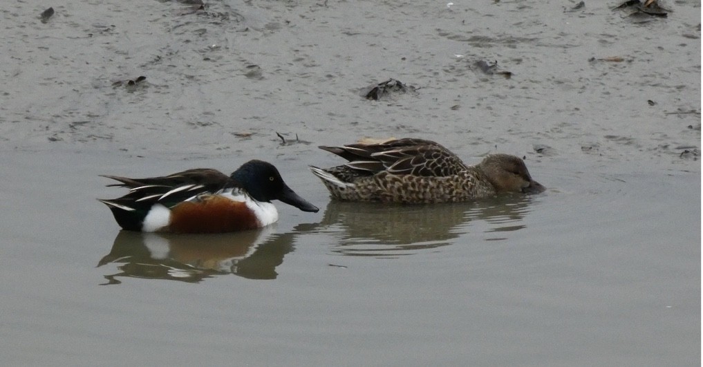 Northern Shoveler - ML400088851