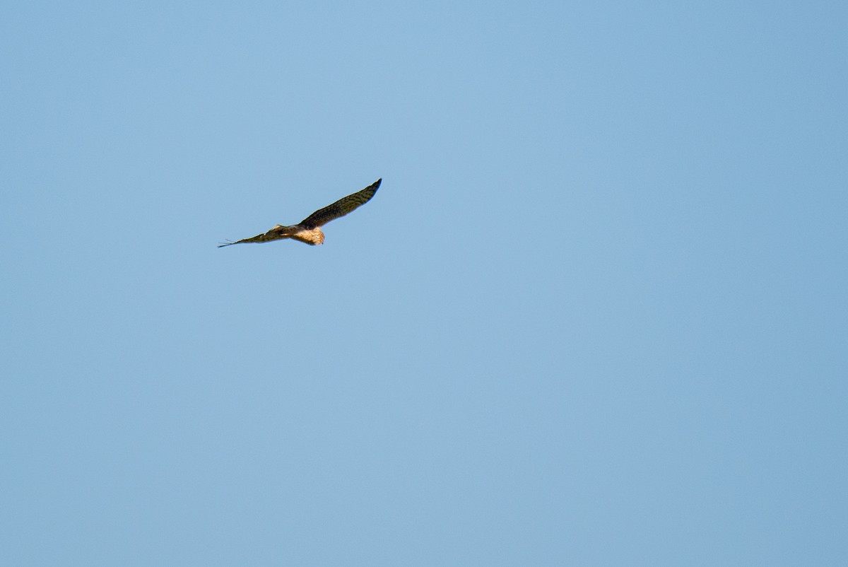 Northern Harrier - Herb Elliott