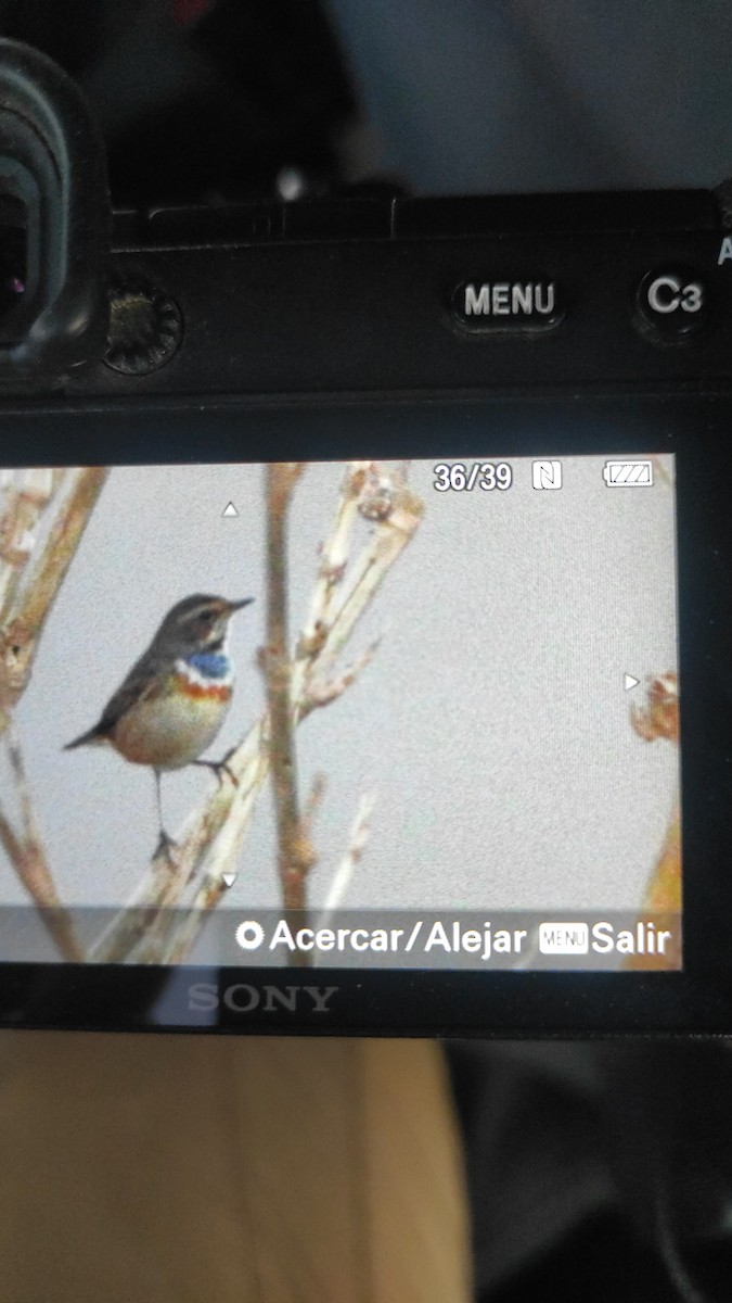 Blaukehlchen - ML400090081