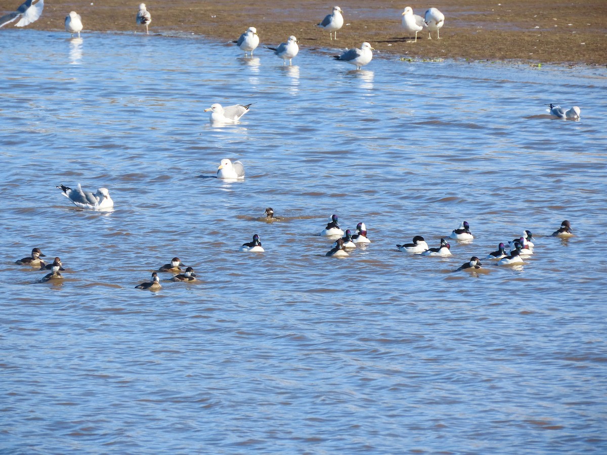 Bufflehead - ML400090401