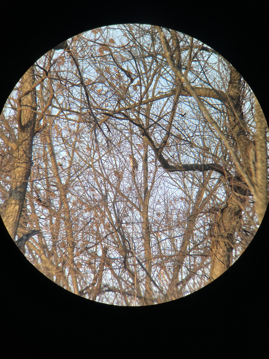 káně rudochvostá - ML400090791