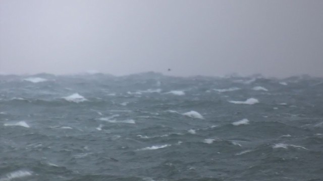 Black-legged Kittiwake - ML400091711