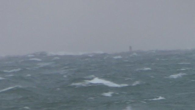 Black-legged Kittiwake - ML400091741