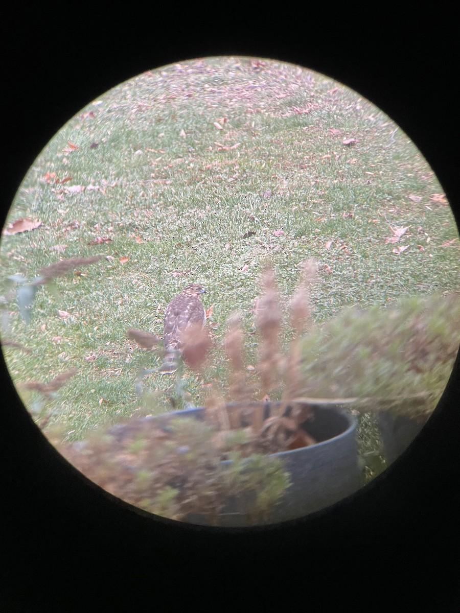 jestřáb americký - ML400091911