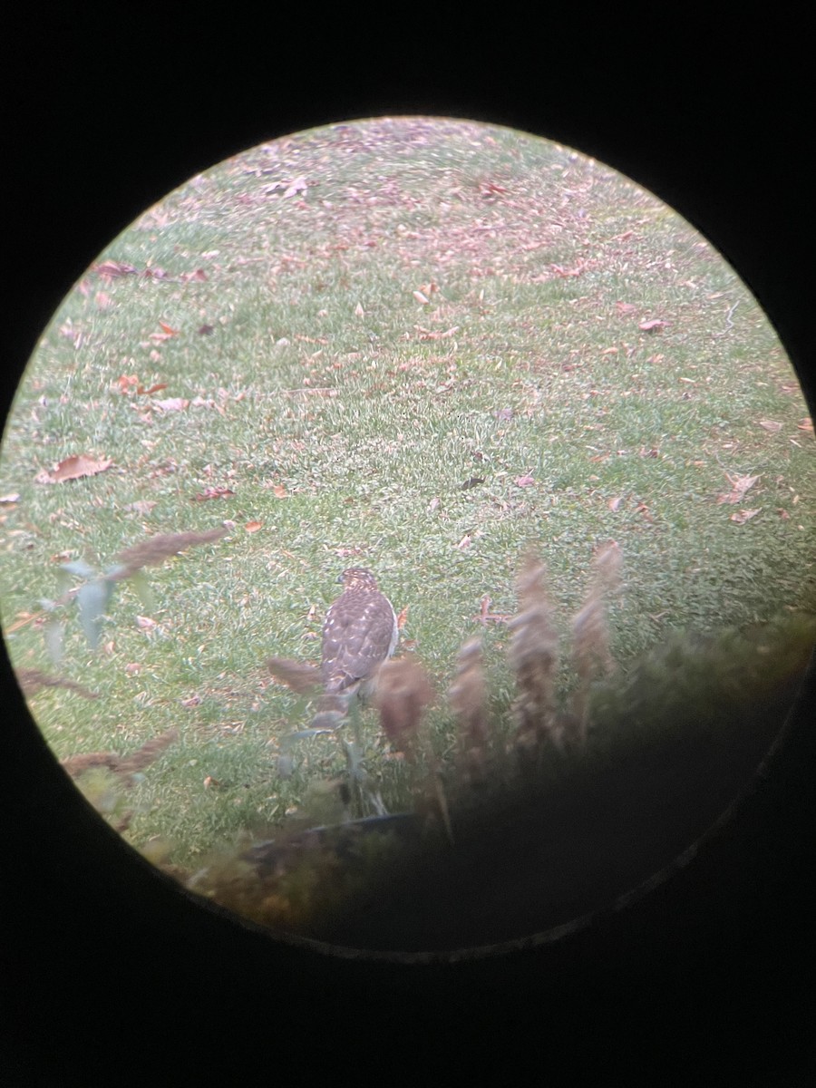 jestřáb americký - ML400091921