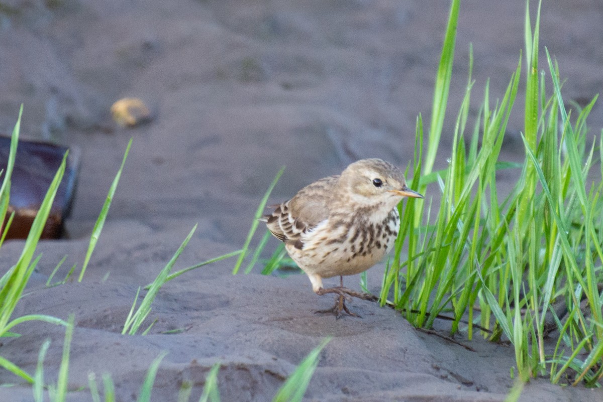 American Pipit - Herb Elliott