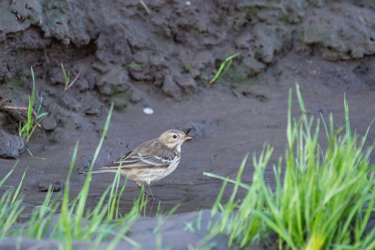 American Pipit - Herb Elliott