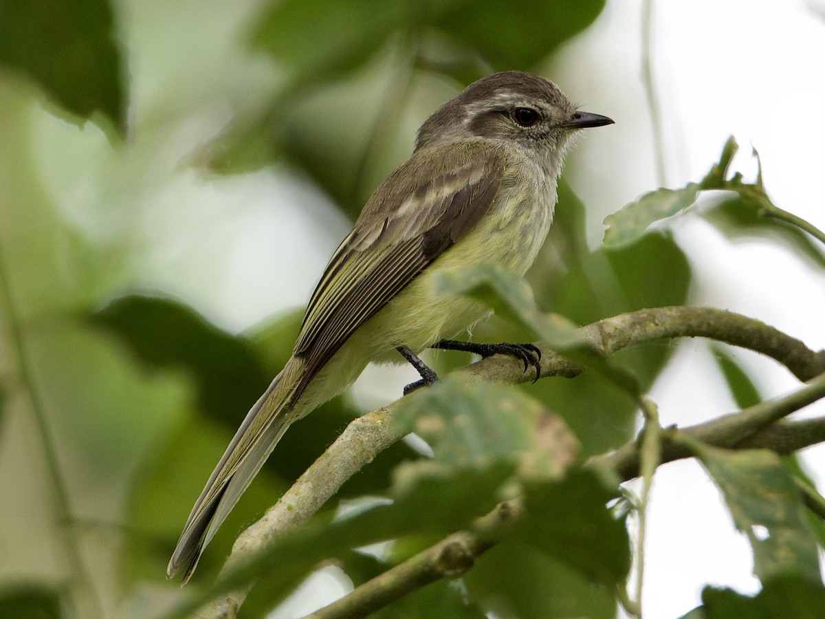 Pacific Elaenia - Bobby Wilcox