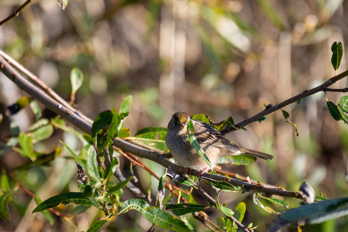 Golden-crowned Sparrow - Herb Elliott