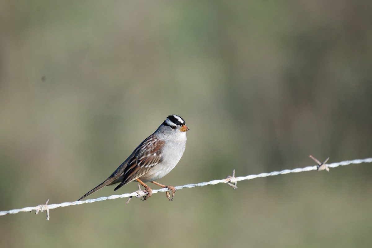 White-crowned Sparrow - Herb Elliott