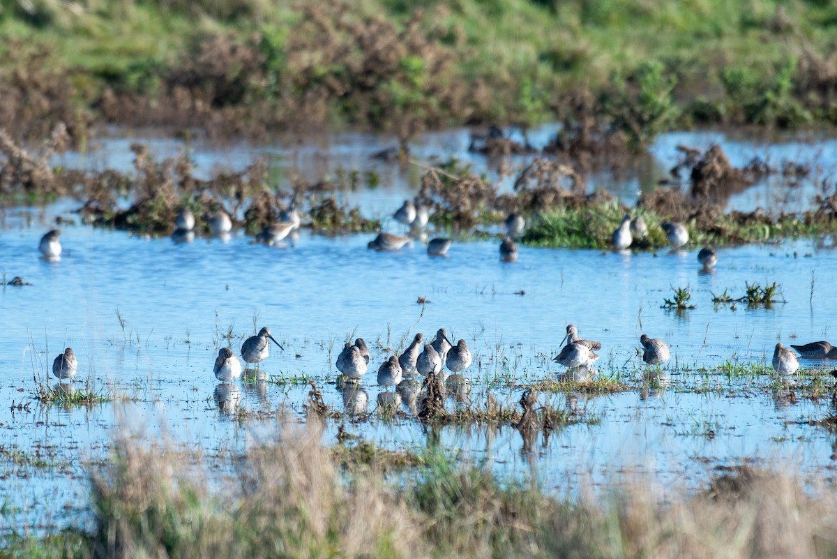 Long-billed Dowitcher - Herb Elliott