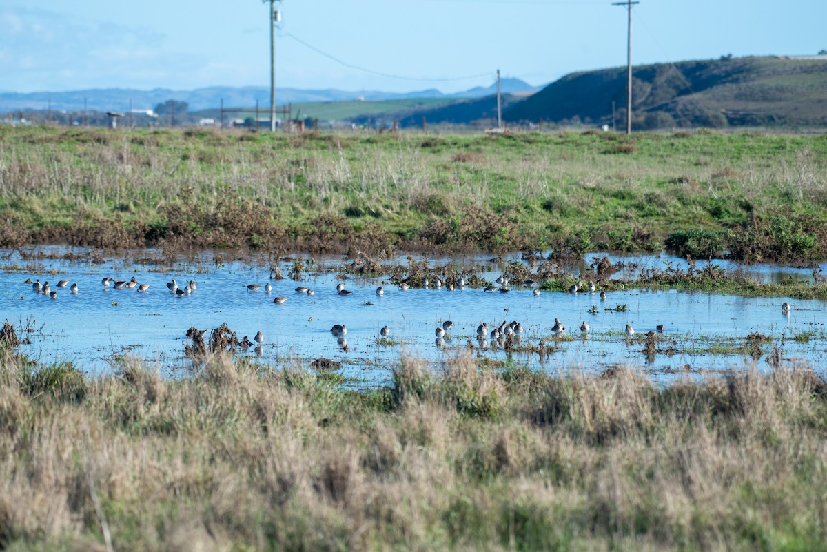 Long-billed Dowitcher - Herb Elliott