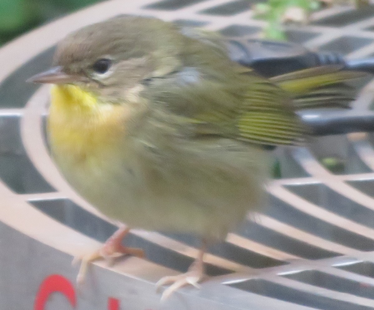 Common Yellowthroat - ML400094681