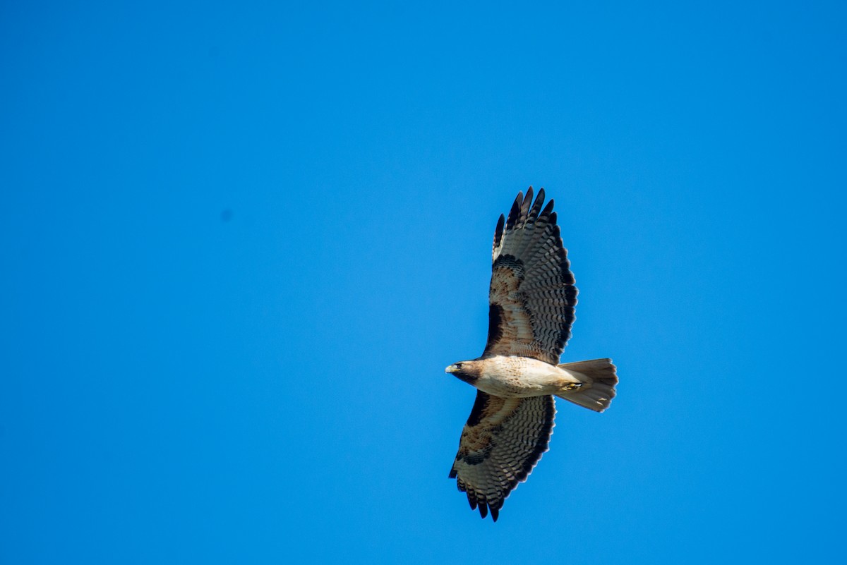 Red-tailed Hawk - Herb Elliott