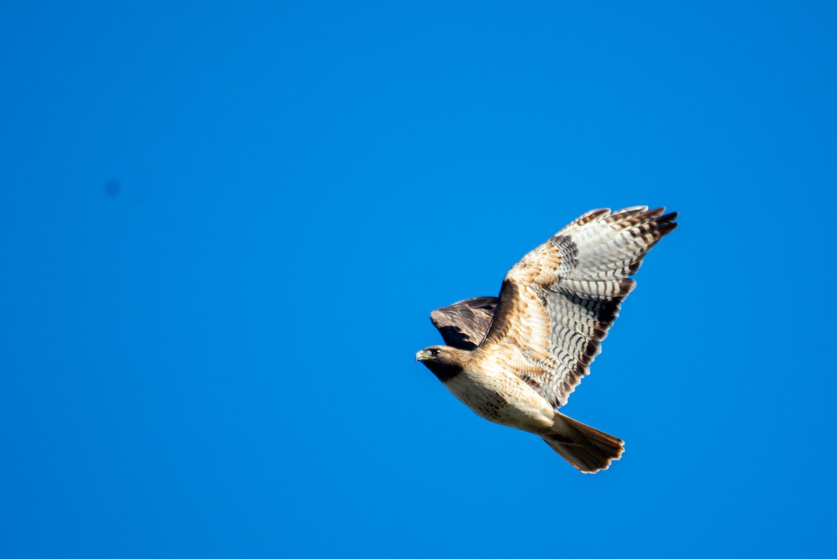 Red-tailed Hawk - Herb Elliott