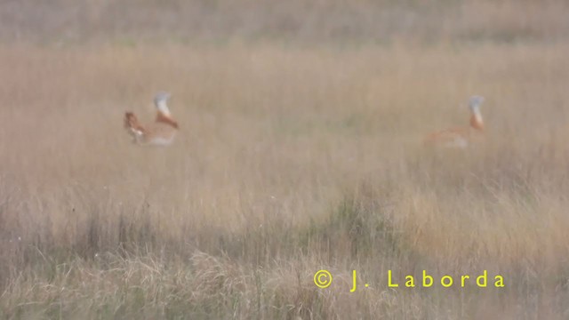 stortrappe - ML400095721