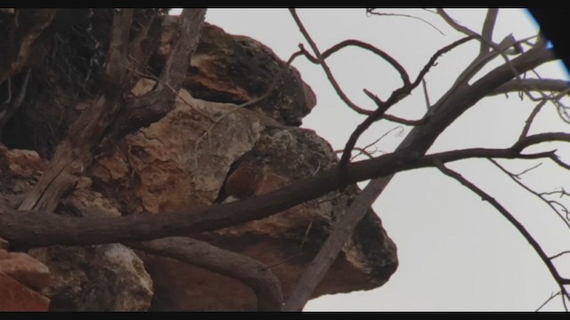 Rufous-tailed Rock-Thrush - ML400097851