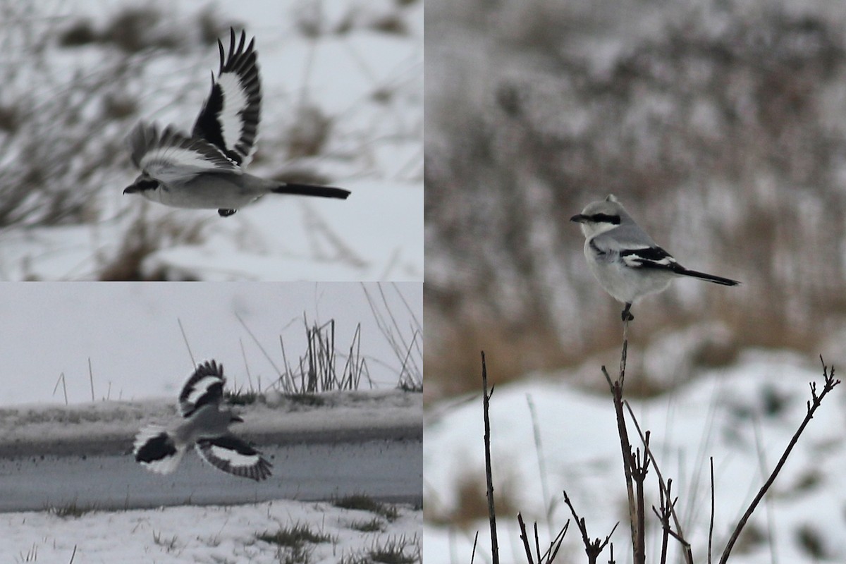 Great Gray Shrike - Mateusz Łodziński