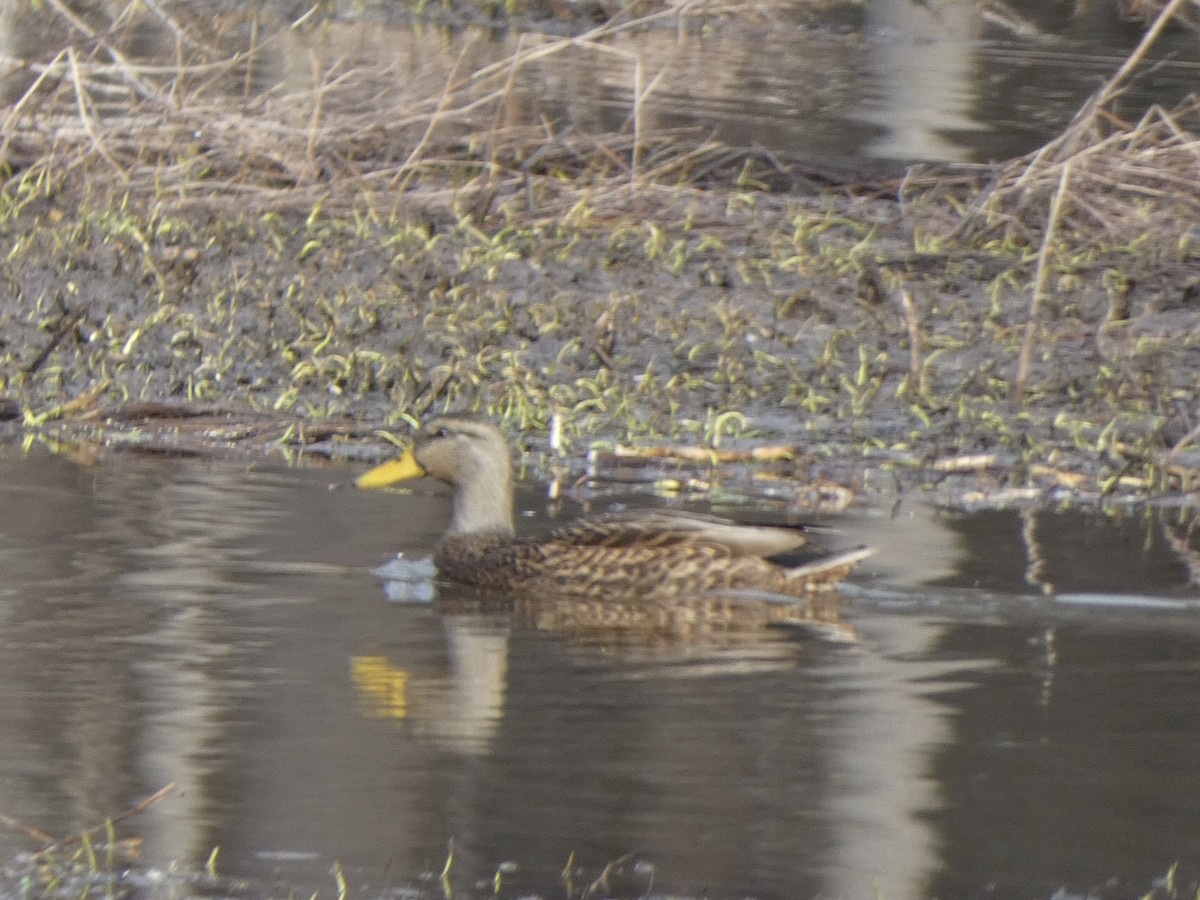 American Black Duck - Noah Rokoske