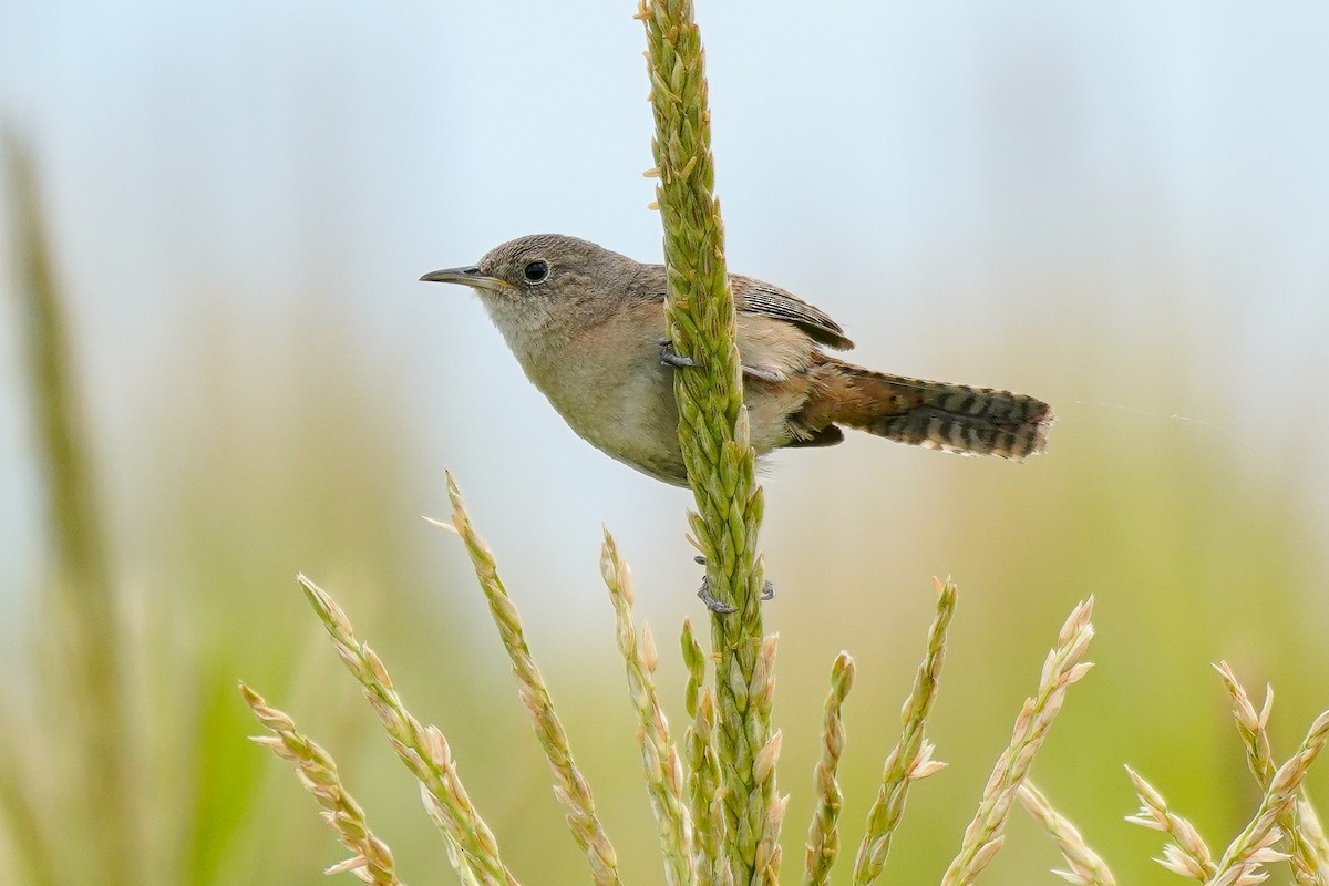Southern House Wren - Luis Piñeyrua