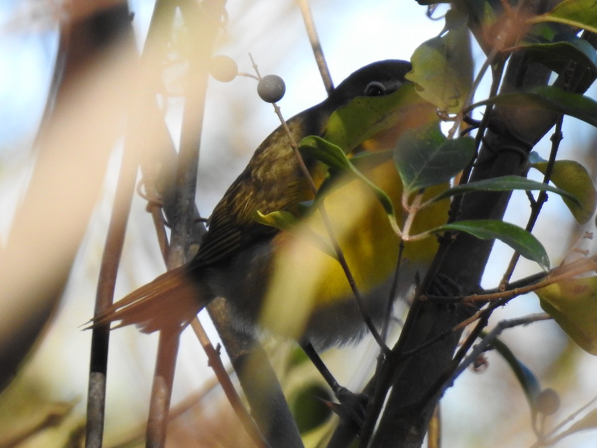 Yellow-breasted Chat - Andrew Durso