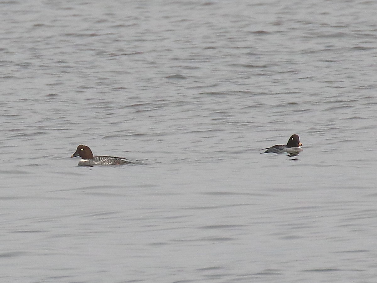 Common Goldeneye - ML400102401