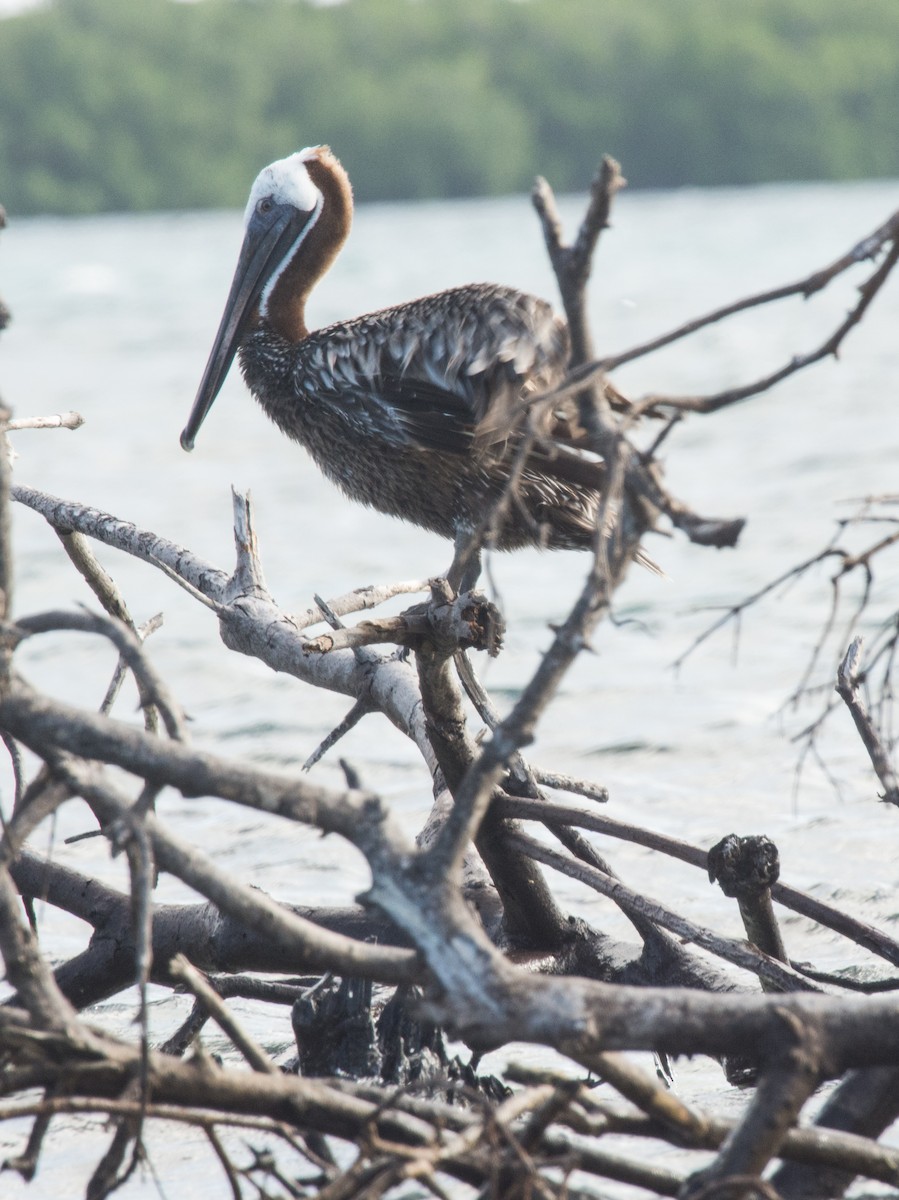 Brown Pelican - Glenn Koppel