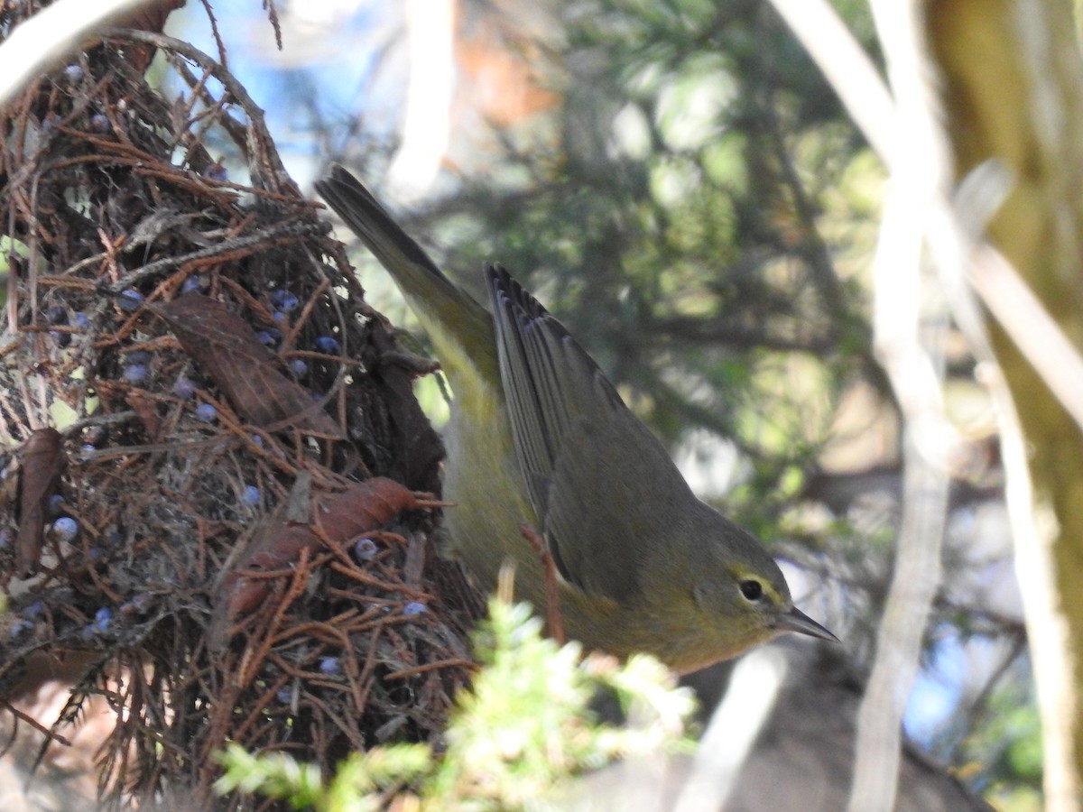 Orange-crowned Warbler - Andrew Durso