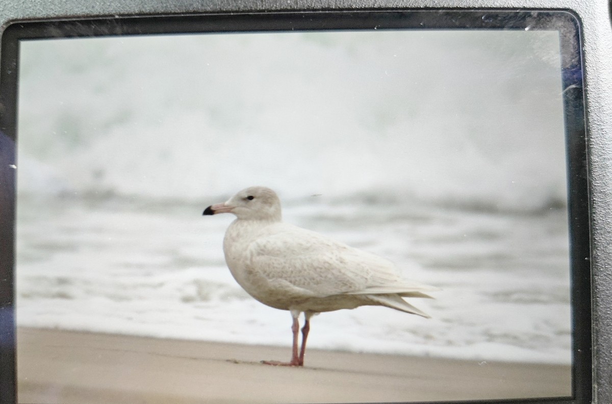 Glaucous Gull - Chelsea Hockenbury