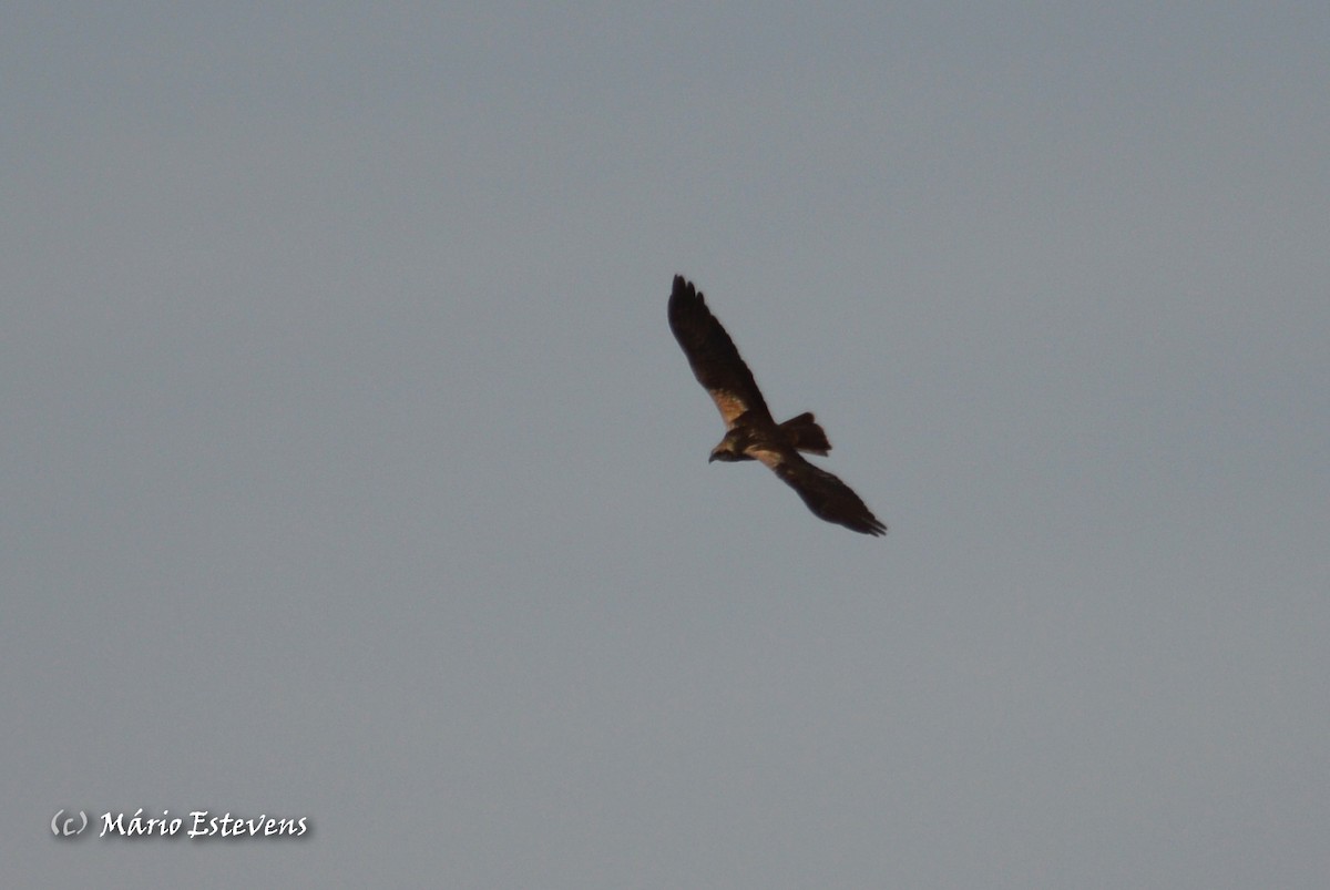 Western Marsh Harrier - ML40010731