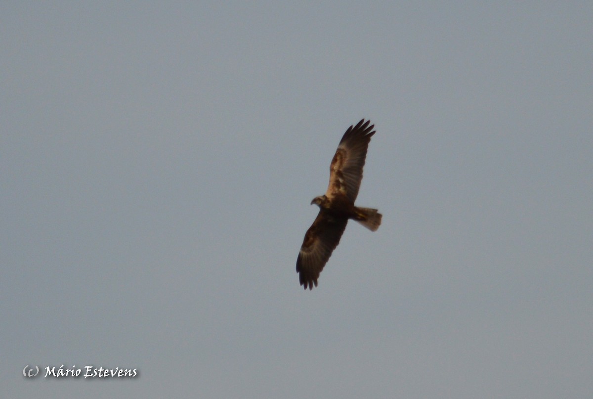 Western Marsh Harrier - ML40010741