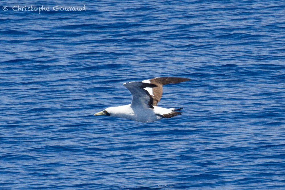 Masked Booby - ML400107811