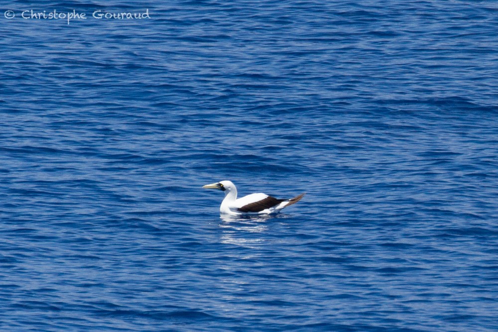 Masked Booby - ML400107821