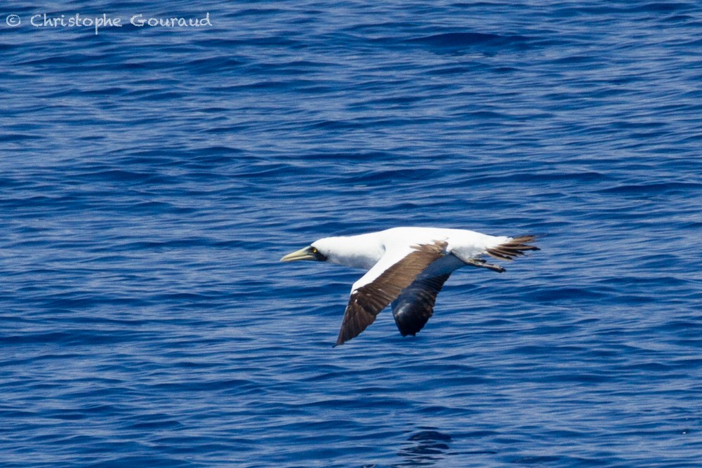 Masked Booby - ML400107961