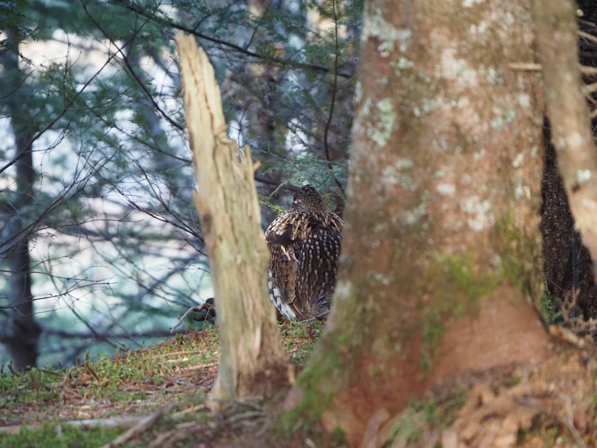 Ruffed Grouse - Angela MacDonald