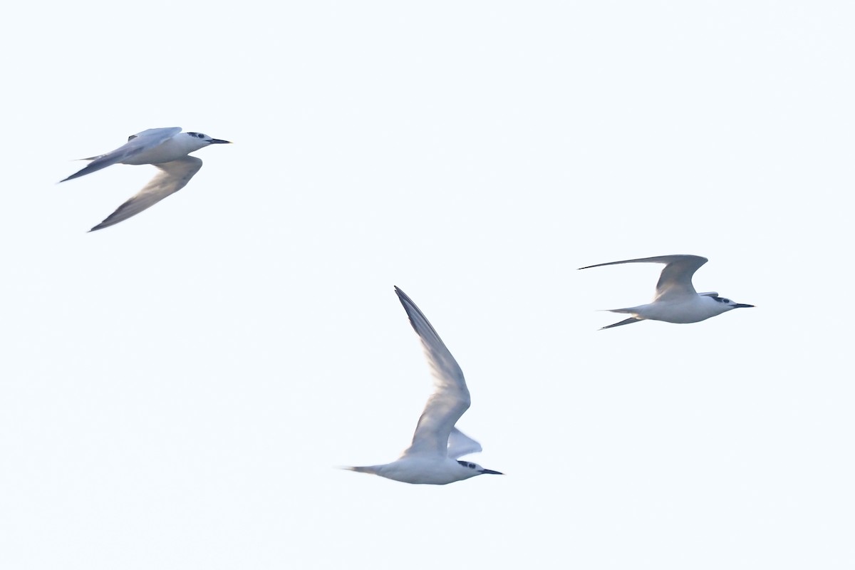 Sandwich Tern - ML400117061