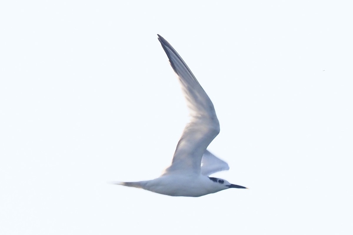 Sandwich Tern - ML400117081