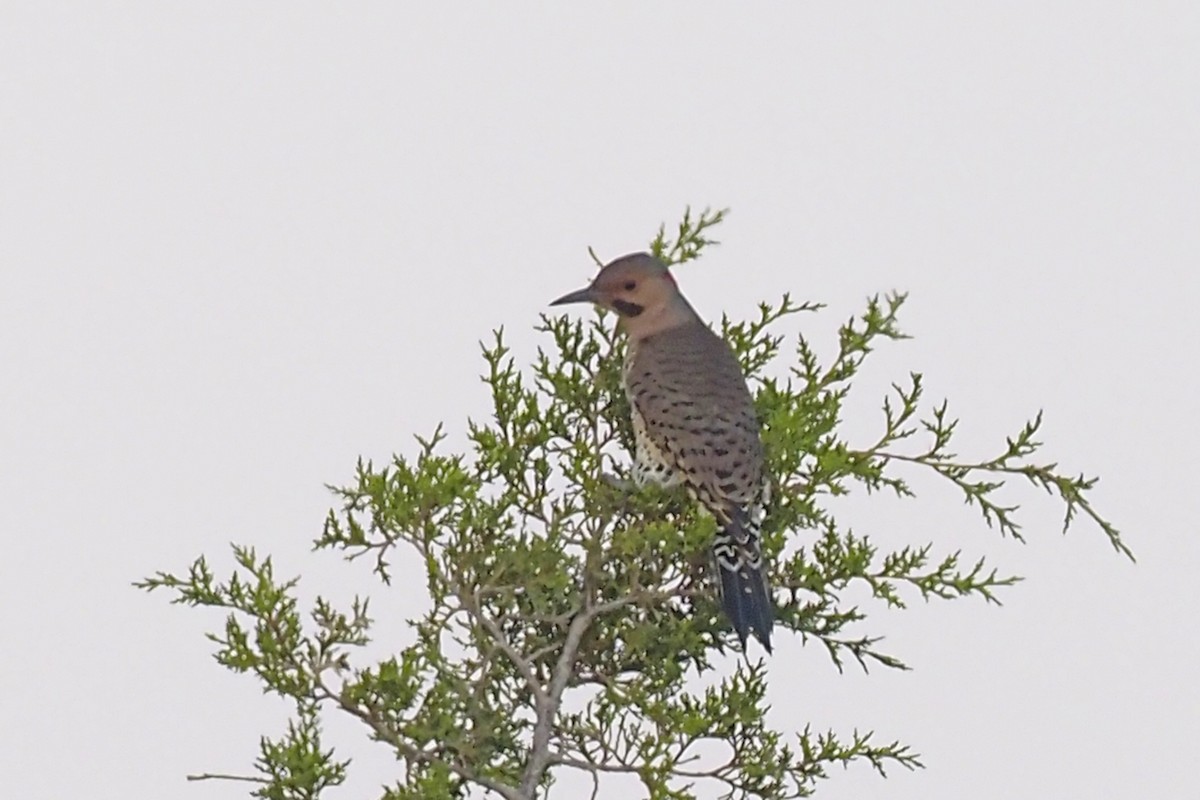 Northern Flicker - ML400117501