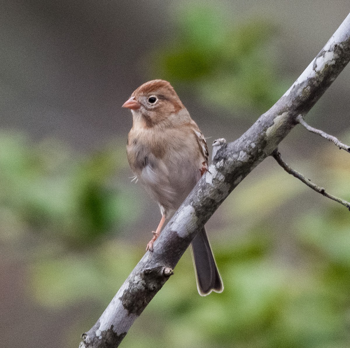 Field Sparrow - ML400125031