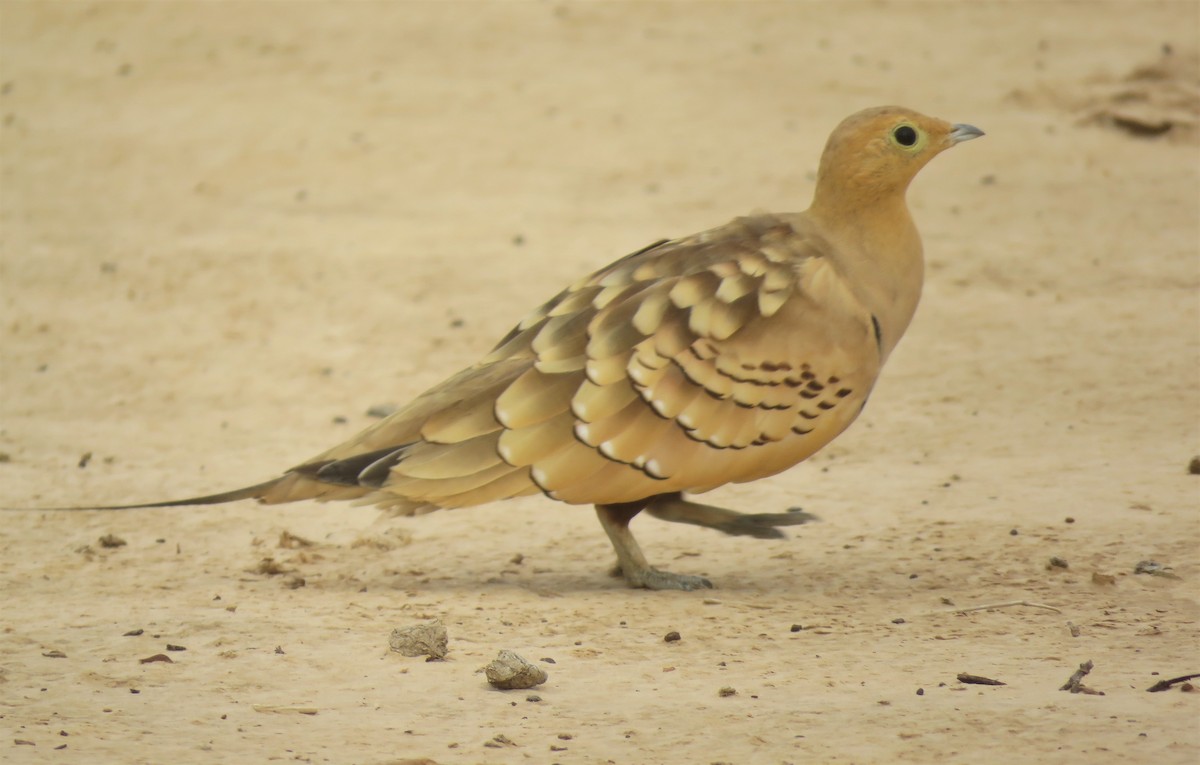 Chestnut-bellied Sandgrouse (African) - ML400126531